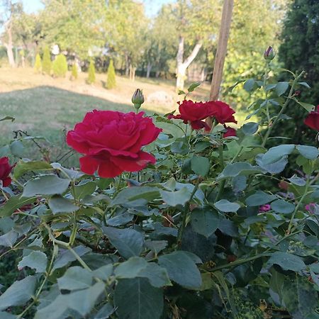 Guest House Bee Visoko Esterno foto