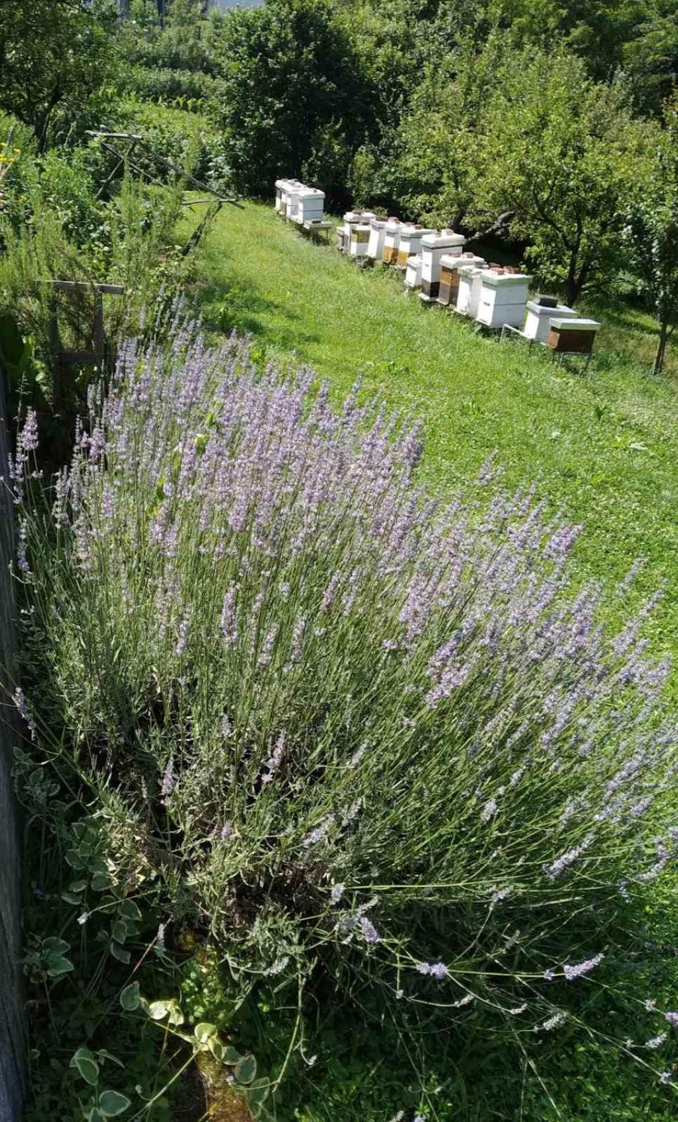 Guest House Bee Visoko Esterno foto