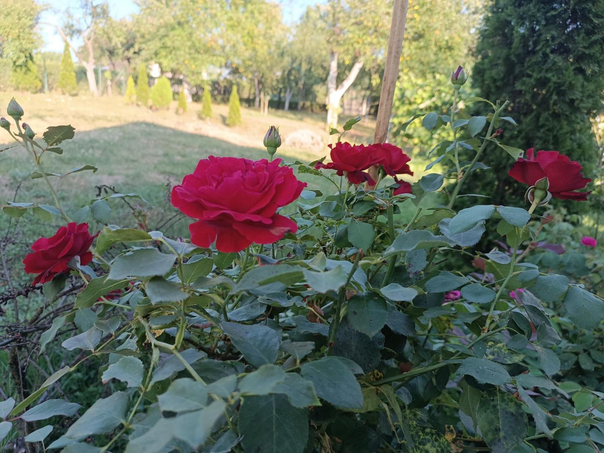 Guest House Bee Visoko Esterno foto